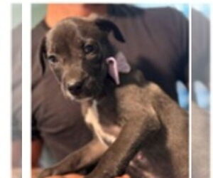 Labrenees Dogs for adoption in Sanford, FL, USA