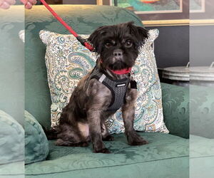 Shih Tzu-Unknown Mix Dogs for adoption in Mundelein, IL, USA