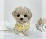 Small #8 Maltese