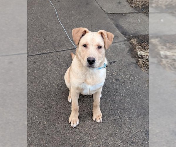 Medium Photo #1 Labrador Retriever-Unknown Mix Puppy For Sale in Brooklyn Center, MN, USA