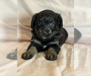 Corgipoo Puppy for sale in LONGMONT, CO, USA