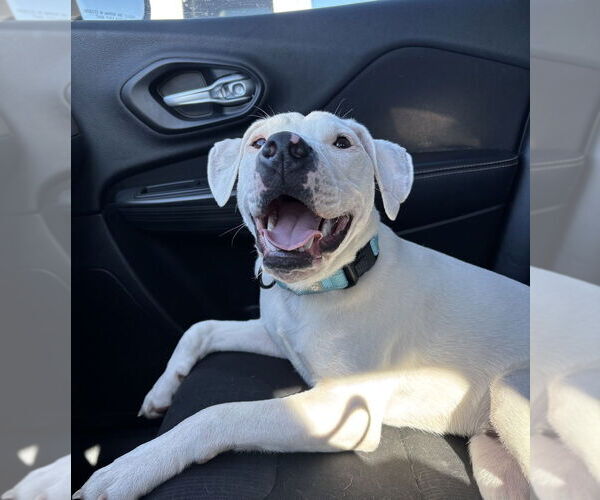 Medium Photo #38 Mutt Puppy For Sale in Mooresville, NC, USA