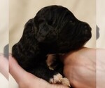 Small #3 F2 Aussiedoodle