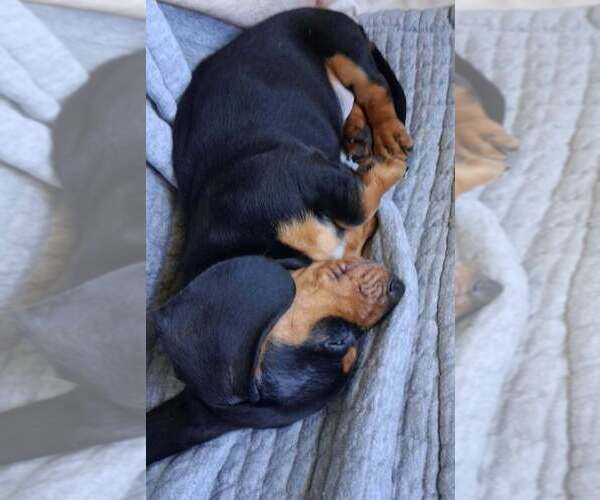 Medium Photo #1 Dachshund Puppy For Sale in WICHITA FALLS, TX, USA