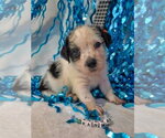Small #2 Mutt