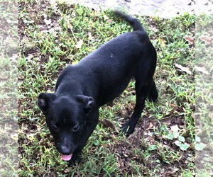 BARNEY - Male Labrador Retriever Dog for Adoption - Photo #3