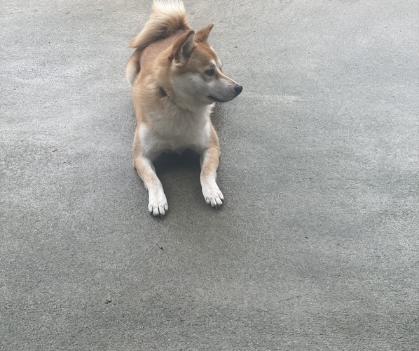 Medium Photo #1 Imo-Inu Puppy For Sale in BUFORD, GA, USA