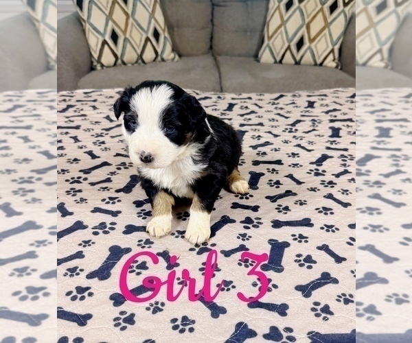 Medium Photo #79 Australian Shepherd Puppy For Sale in SALISBURY, NC, USA