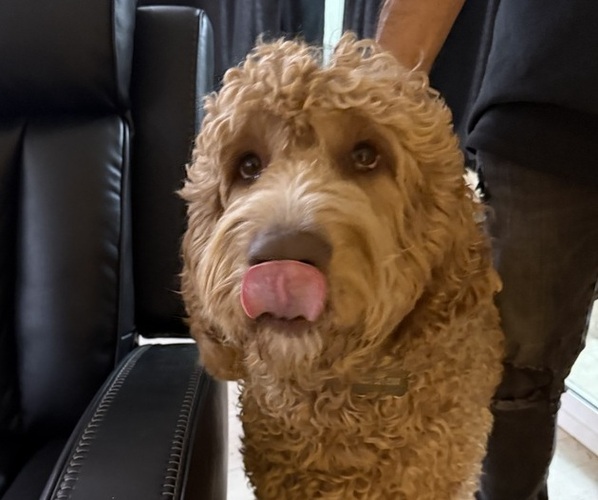 Medium Photo #1 Goldendoodle Puppy For Sale in RESEDA, CA, USA