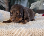 Small #1 Dachshund