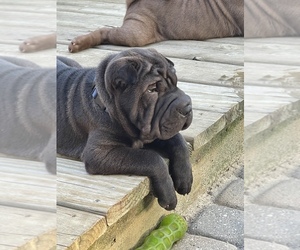 Chinese Shar-Pei Puppy for sale in STERLING HEIGHTS, MI, USA