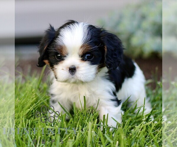 Medium Photo #1 Cavalier King Charles Spaniel Puppy For Sale in CHRISTIANA, PA, USA