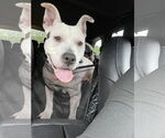 Small #6 American Pit Bull Terrier Mix