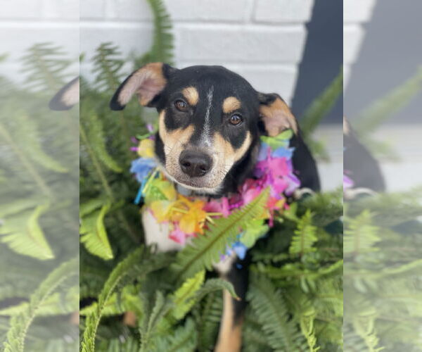 Medium Photo #2 Rat Terrier-Unknown Mix Puppy For Sale in Mount Laurel, NJ, USA