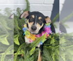 Small #1 Rat Terrier Mix