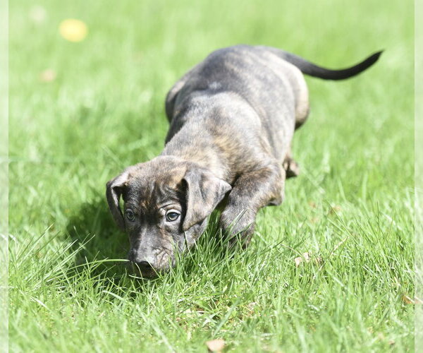 Medium Photo #4 Mutt Puppy For Sale in Mechanicsburg, PA, USA