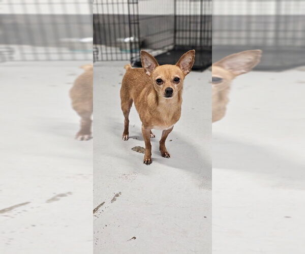 Medium Photo #17 Chipin Puppy For Sale in Studio City, CA, USA