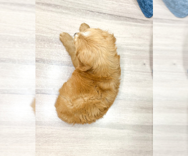 Medium Photo #6 Goldendoodle (Miniature) Puppy For Sale in MILLERSBURG, OH, USA