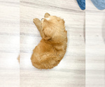 Small Photo #37 Goldendoodle (Miniature) Puppy For Sale in MILLERSBURG, OH, USA