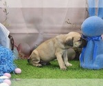 Small #5 Catahoula Leopard Dog