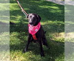Small #3 Labrador Retriever Mix