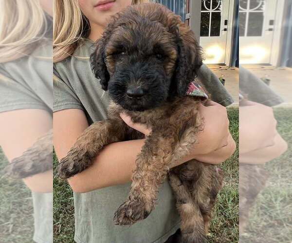 Medium Photo #1 Poodle (Standard) Puppy For Sale in WEST PLAINS, MO, USA