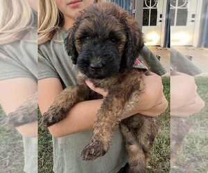Poodle (Standard) Puppy for sale in WEST PLAINS, MO, USA