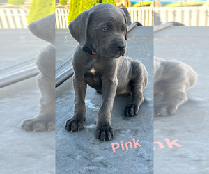 Cane Corso Puppy for sale in JOLIET, IL, USA