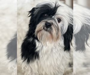 Father of the Havanese puppies born on 01/25/2023