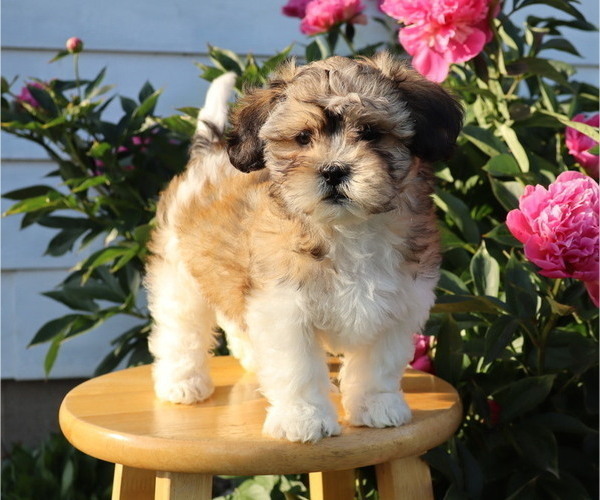 Medium Photo #5 Zuchon Puppy For Sale in THORP, WI, USA