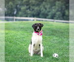 Small #6 Border Collie Mix