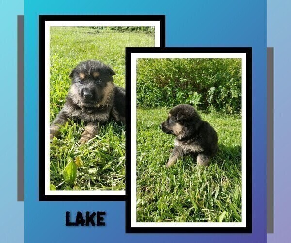 Medium Photo #36 German Shepherd Dog Puppy For Sale in BROOKFIELD, MO, USA