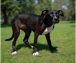 Small #3 Mutt