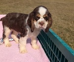 Small #3 Cocker Spaniel