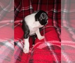 Small Photo #2 Boston Terrier Puppy For Sale in SUMMERVILLE, SC, USA