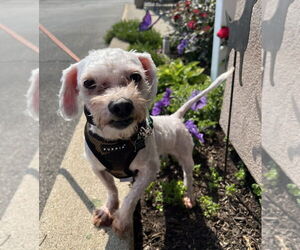 Maltese-Unknown Mix Dogs for adoption in Mundelein, IL, USA