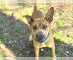 Small Chinese Shar-Pei Mix