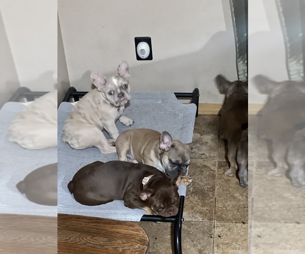 Medium Photo #6 French Bulldog Puppy For Sale in BRIGHTON, CO, USA