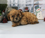 Small Photo #44 Poodle (Toy) Puppy For Sale in CHANUTE, KS, USA