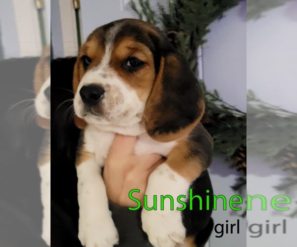 Medium Photo #1 Beagle Puppy For Sale in CHANDLER, AZ, USA