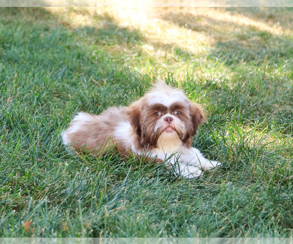 Medium Photo #12 Shih Tzu Puppy For Sale in SYRACUSE, IN, USA