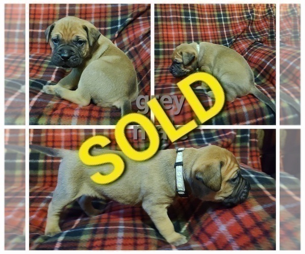 Medium Photo #9 Bullmastiff Puppy For Sale in GRAND DETOUR, IL, USA