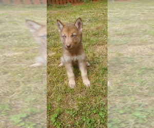 German Shepherd Dog-Siberian Husky Mix Puppy for sale in CHESNEE, SC, USA