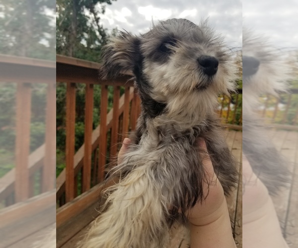 Medium Photo #10 Schnauzer (Miniature) Puppy For Sale in CANBY, OR, USA