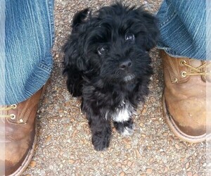 Medium Havanese