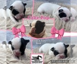 Small Photo #4 French Bulldog Puppy For Sale in DE MOSSVILLE, KY, USA
