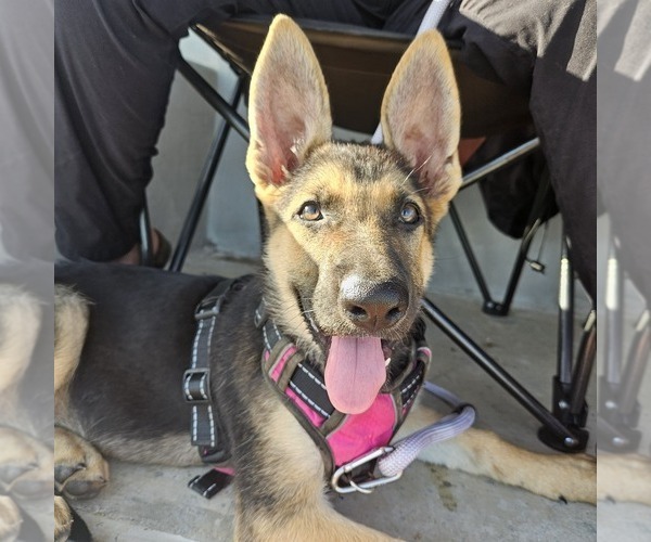 Medium Photo #8 German Shepherd Dog Puppy For Sale in NAVASOTA, TX, USA