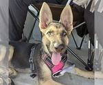 Small #7 German Shepherd Dog