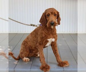 Mother of the Goldendoodle (Miniature) puppies born on 01/25/2026