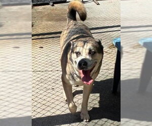 Roy - Male Mutt Dog for Adoption - Photo #4